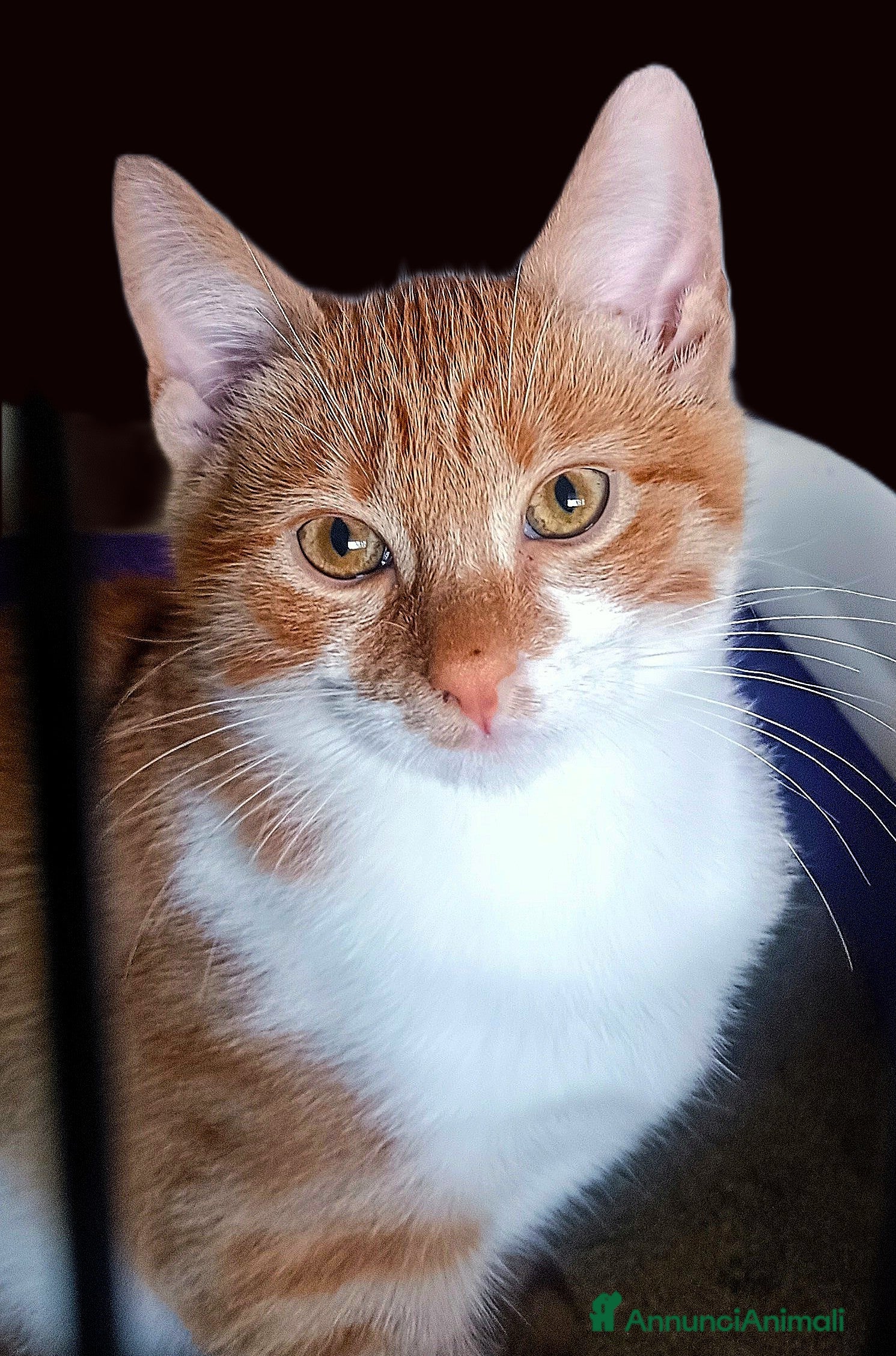 Altre razze gatti Gatto arancione e bianco  - Annuncio 18