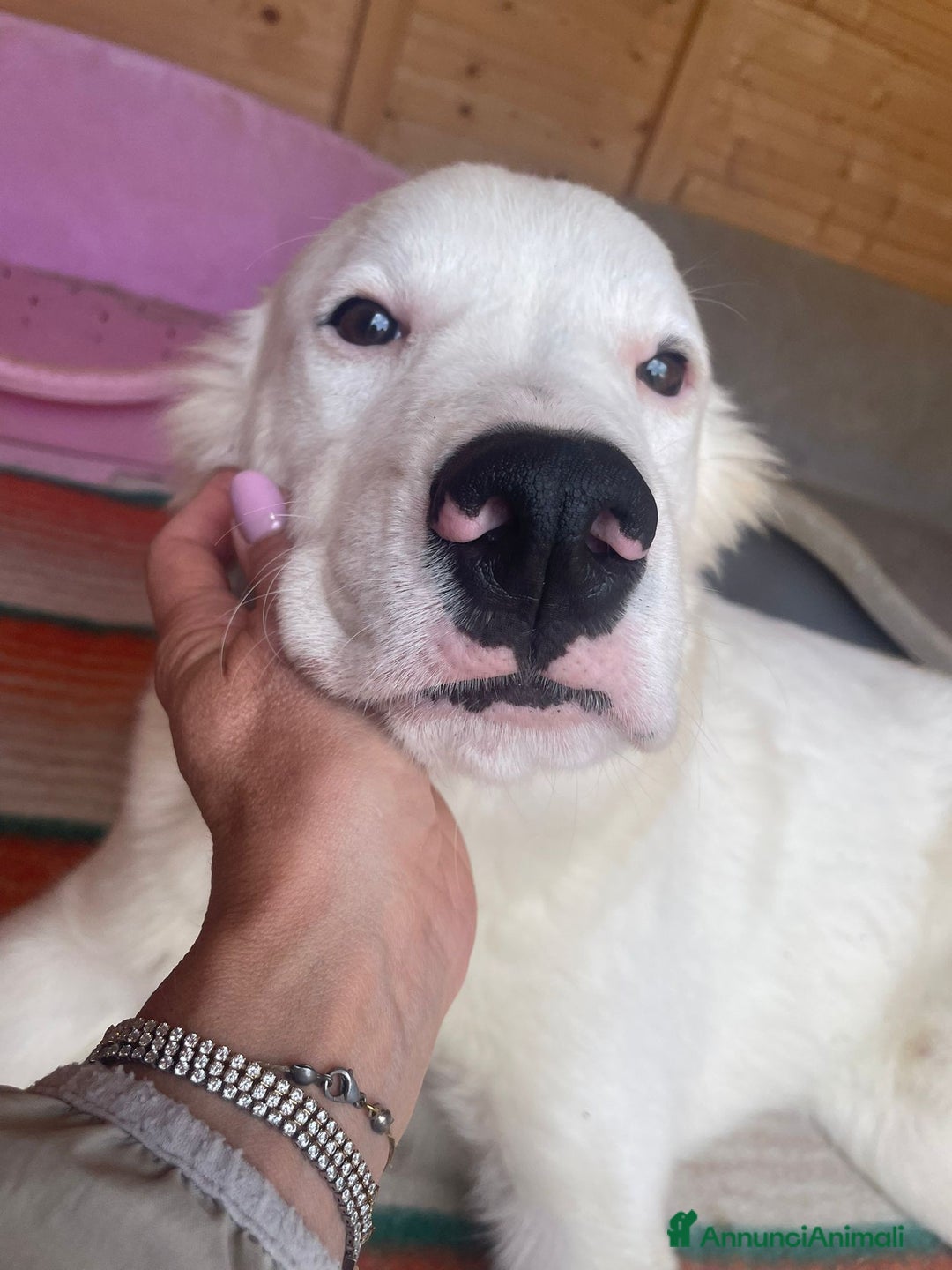 Meticcio cani in regalo: IL BELLISSIMO SNOOPY - Annuncio 1