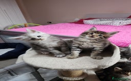 Maine Coon gatti in vendita: Cuccioli mainecoon - Immagine 6