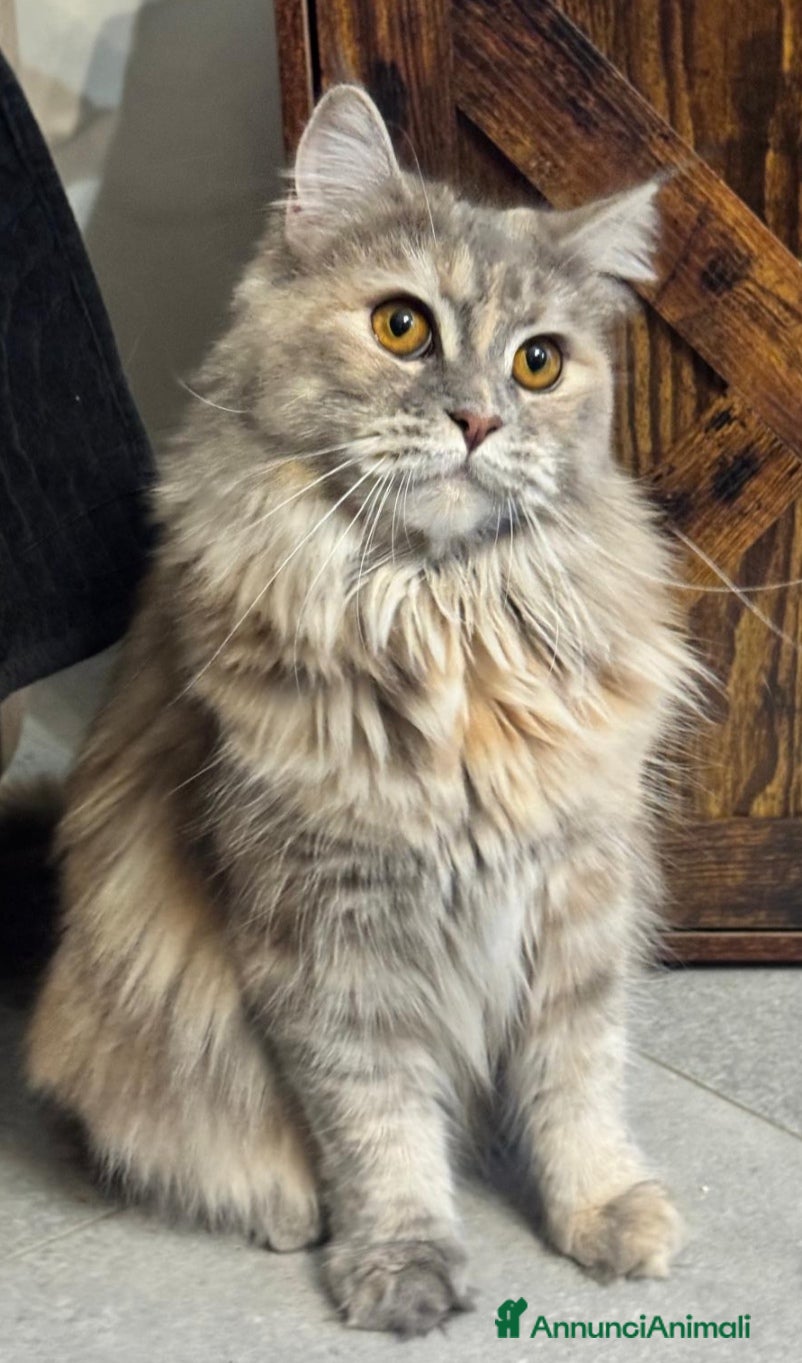 Persiano gatti Cucciola di persiano  - Annuncio 11