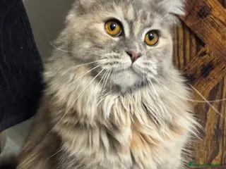 Persiano gatti Cucciola di persiano - Annuncio 11