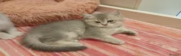 Scottish gatti in vendita: Cuccioli Straight/Fold  - Annuncio 6