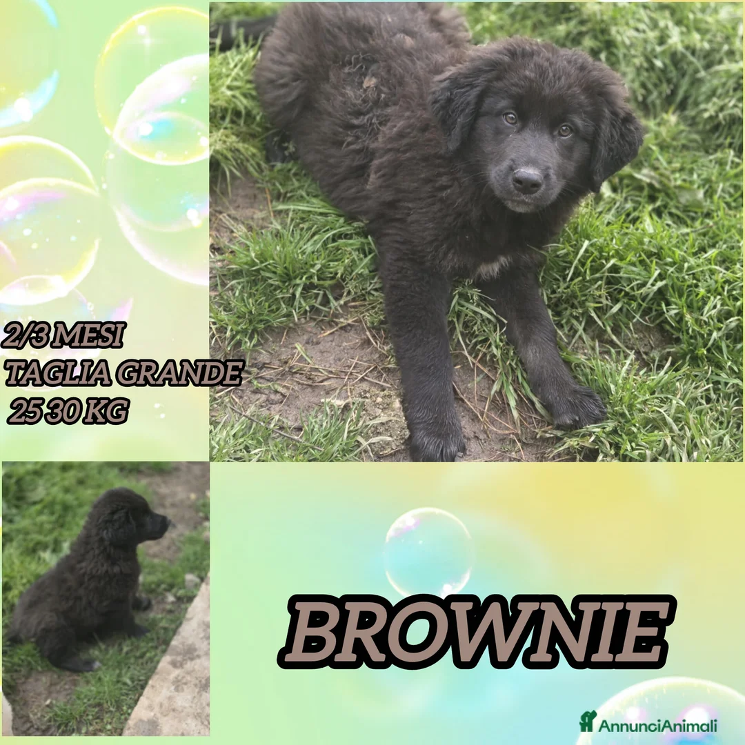 Meticcio cani in regalo: BROWNIE ASPETTA UNA MAMMA  a Città metropolitana di Milano - Annuncio 2