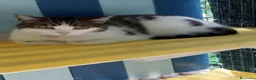 Europeo gatti in regalo: Giovane gatta buona - Annuncio 2