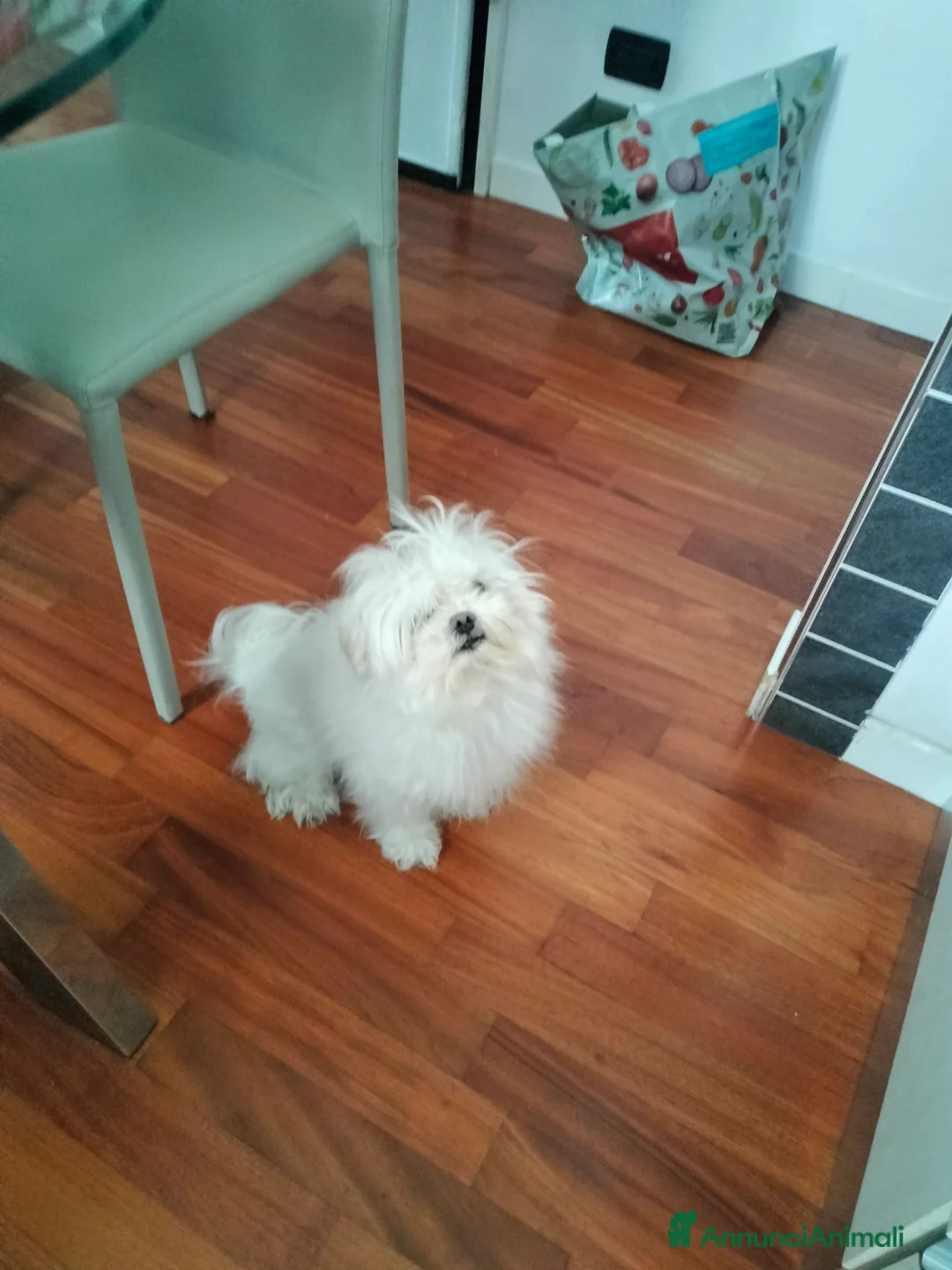 Maltese cani per accoppiamento: Maltese con pedigree Enci per accoppiamento  - Annuncio 6