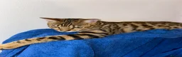 Bengala gatti in vendita: Cucciolo bengala - Annuncio 7