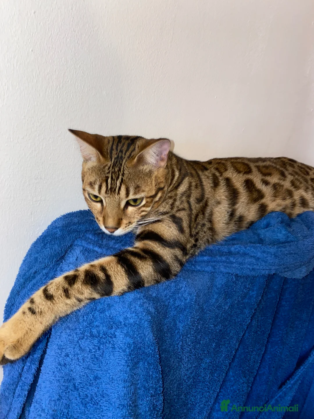 Bengala gatti in vendita: Cucciolo bengala - Annuncio 7