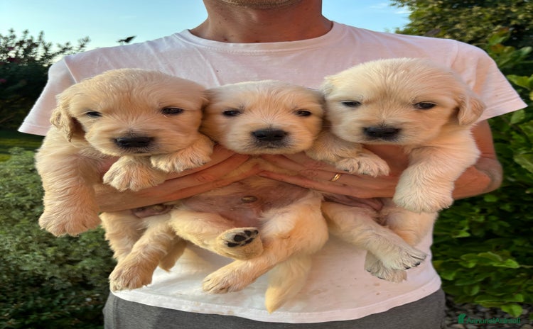 Golden Retriever cani a Metropolitan City of Venice - Annuncio 5
