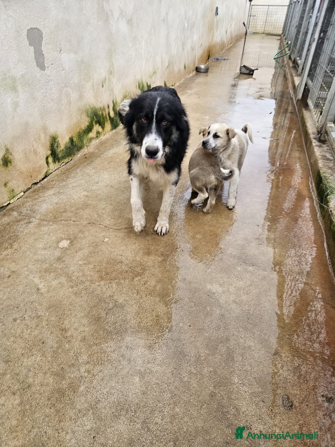 Meticcio cani in regalo: Roseto: 2 mesi taglia media - Annuncio 6