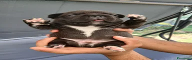 Bulldog Francese 4