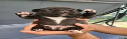 Bulldog Francese cani in vendita: Bulldog francese  - Annuncio 18