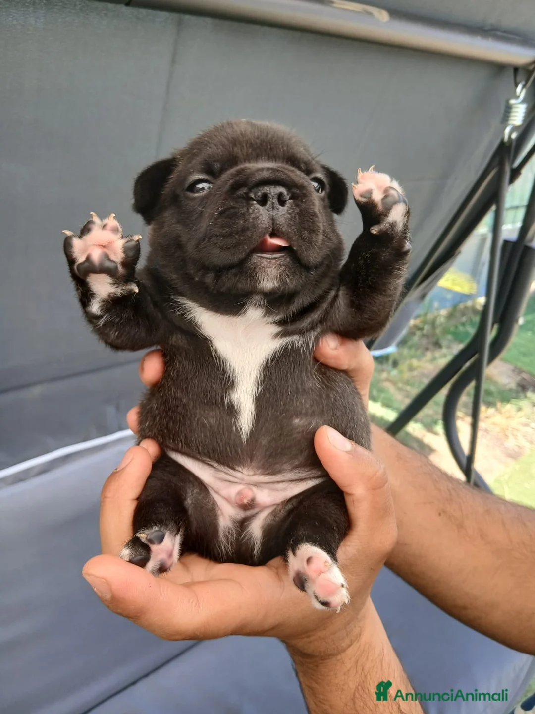 Bulldog Francese cani in vendita: Bulldog francese  - Annuncio 18