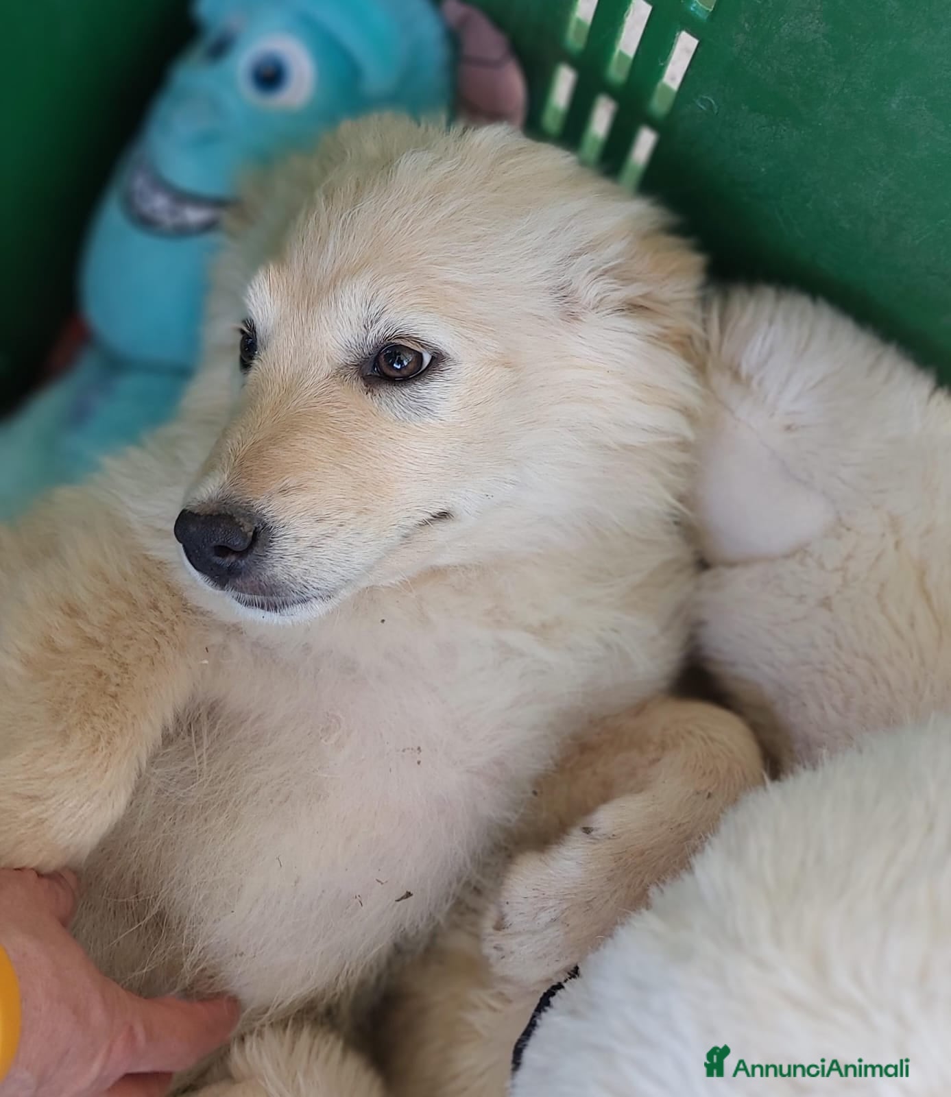 Meticcio cani 3mix pastorini 3mesi salvati.SOS CASA SUD  - Annuncio 11