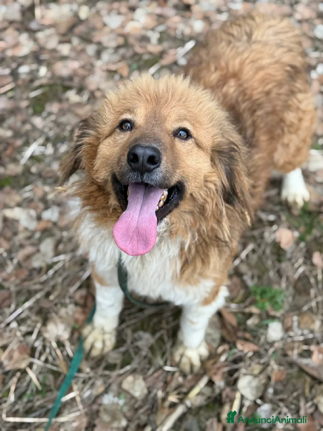 Meticcio cani in regalo: PASCAL, buffo da morire e tanto dolce!! - Annuncio 2