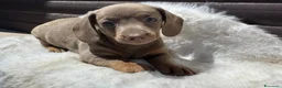 Bassotto cani in vendita: Bassotti cuccioli  - Annuncio 2
