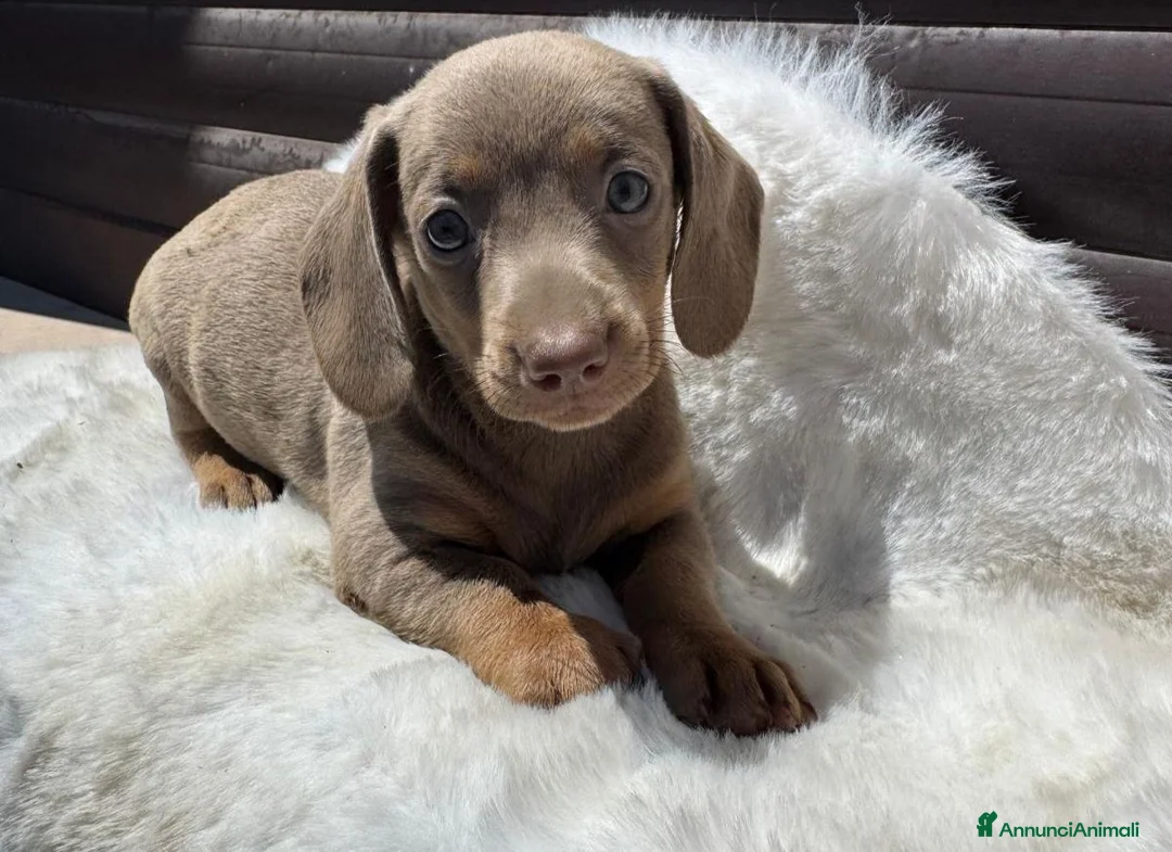 Bassotto cani in vendita: Bassotti cuccioli  - Annuncio 2