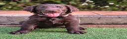 Flat Coated cani in vendita: Cuccioli flat coated retriever  - Annuncio 5