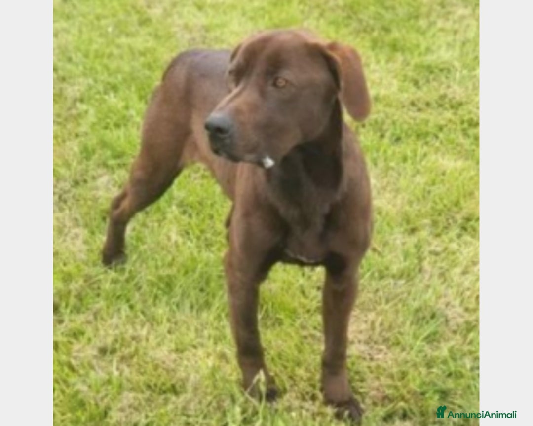 Meticcio cani in regalo: Fuego, Cane molossino Maschio color cioccolato a Latina - Annuncio 1