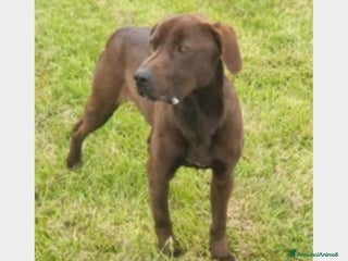 Meticcio cani Fuego, Cane molossino Maschio color cioccolato a Latina - Annuncio 42