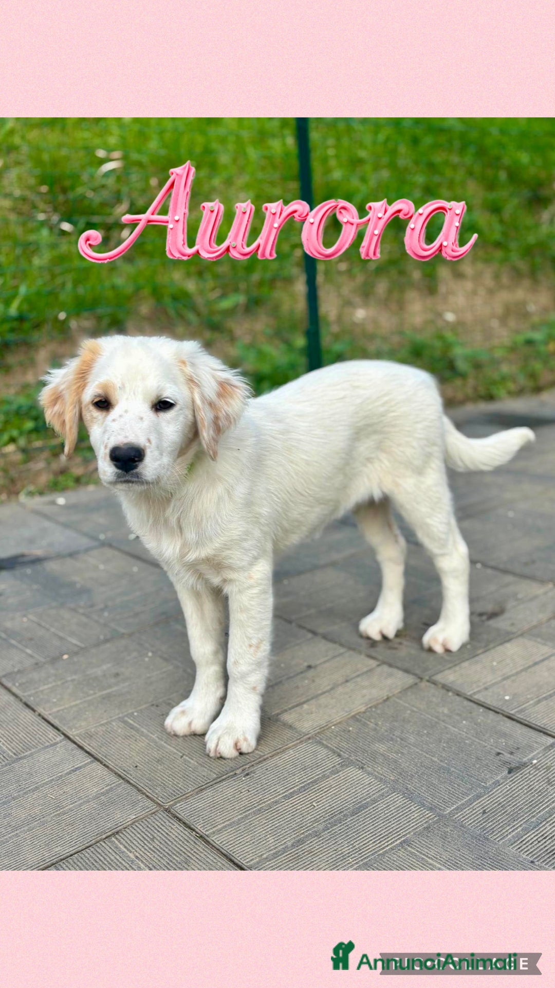 Meticcio cani Aurora  - Annuncio 6