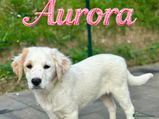 Meticcio cani Aurora - Annuncio 6