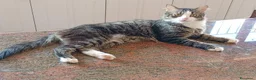 Meticcio gatti in regalo: 2 affettuosi mici cercano casa - Annuncio 2