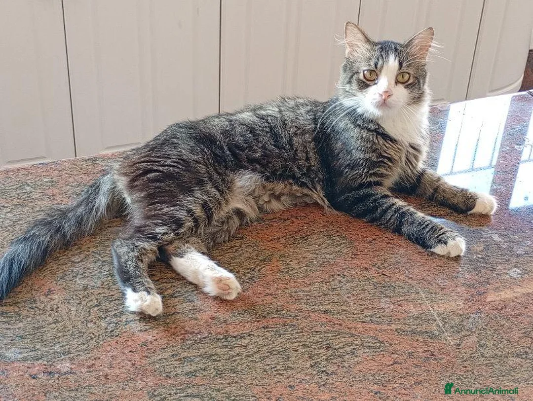 Meticcio gatti in regalo: 2 affettuosi mici cercano casa - Annuncio 2