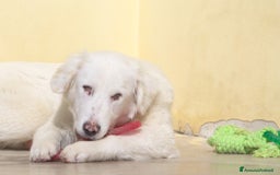 Meticcio cani in regalo: Nix in adozione a Provincia di Taranto - Immagine 2