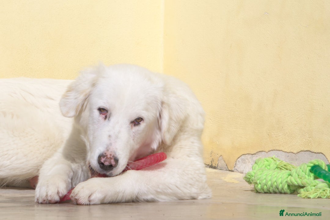 Meticcio cani in regalo: Nix in adozione a Provincia di Taranto - Immagine 2