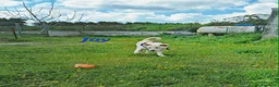 Meticcio cani in regalo: Joy in adozione - Annuncio 4