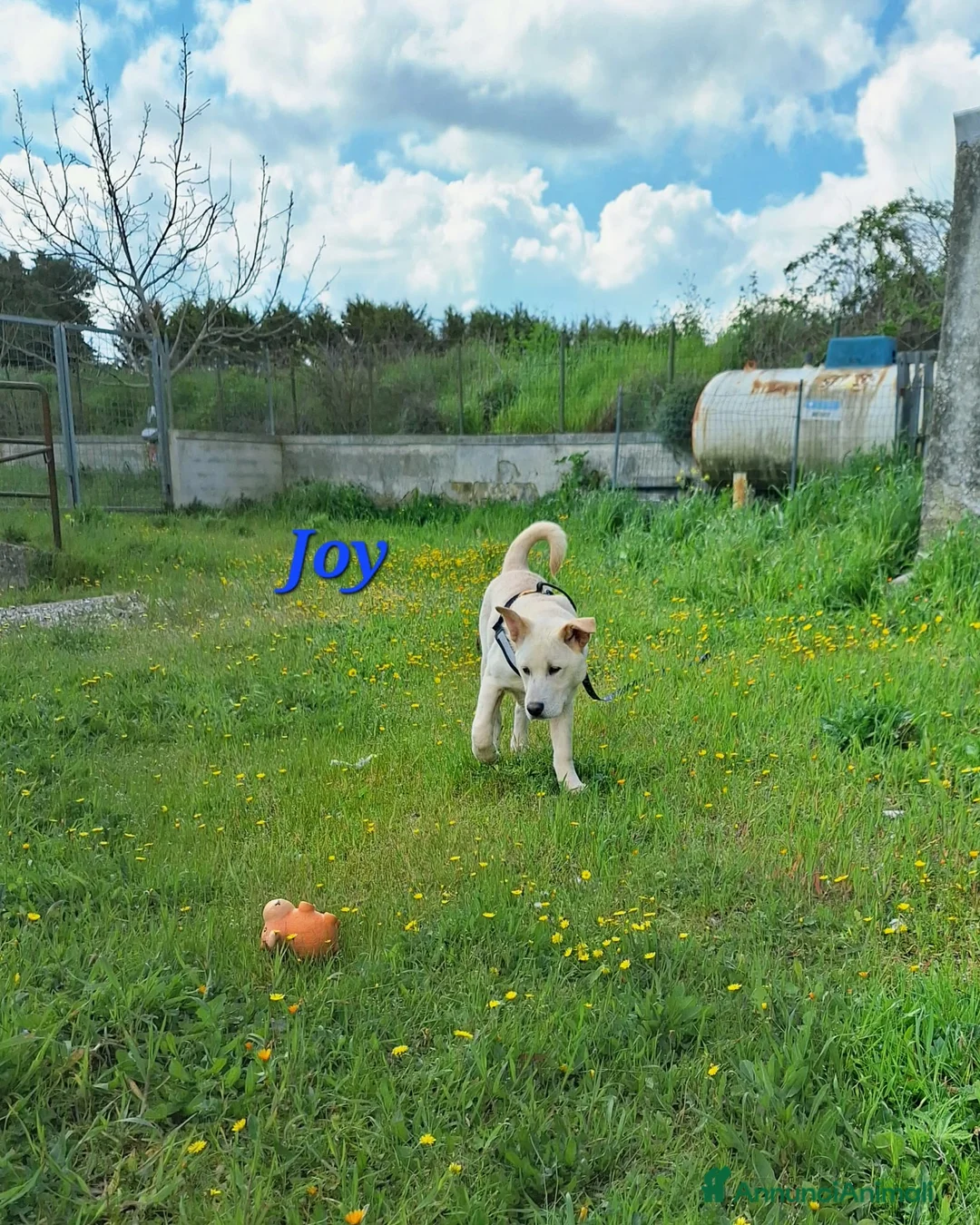 Meticcio cani in regalo: Joy in adozione - Annuncio 4