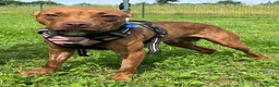 Meticcio cani in regalo: ALMA MAMMINA PIT - Annuncio 3