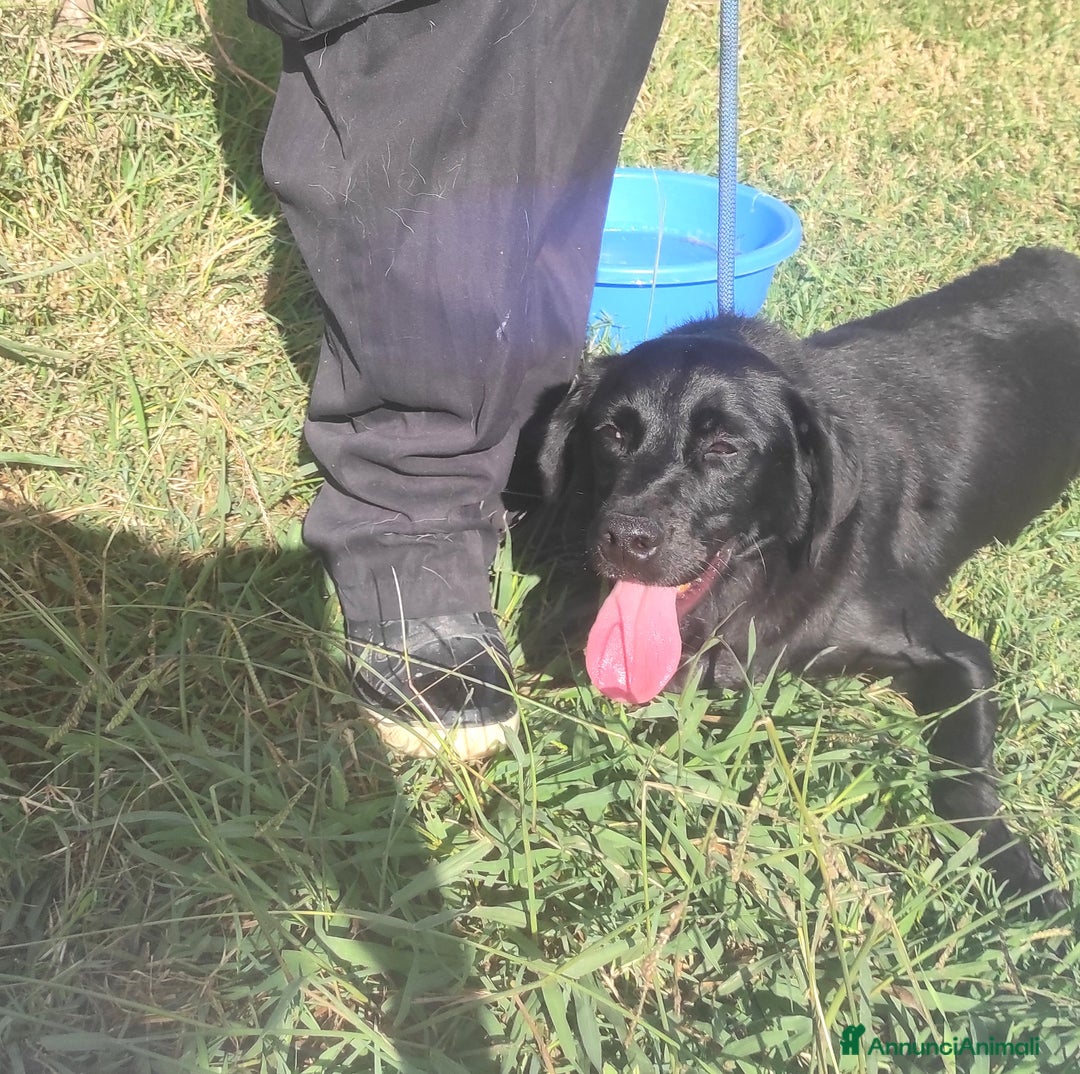 Meticcio cani in regalo: Happy di nome e di fatto meticcio tg contenuta a Provincia di Latina - Annuncio 4