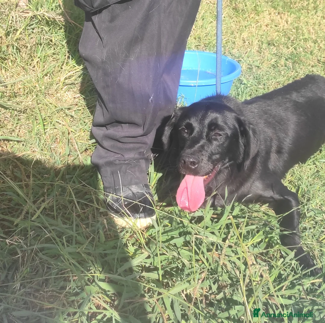 Meticcio cani in regalo: Happy di nome e di fatto meticcio tg contenuta a Provincia di Latina - Annuncio 4