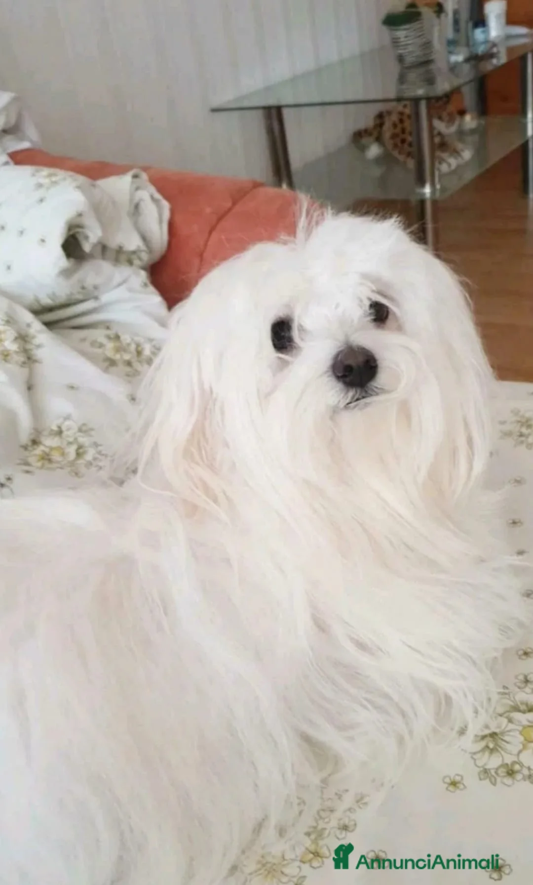 Maltese cani in vendita: Maltesini bianco splendente taglia piccola - Annuncio 5