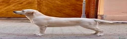 Labrador cani in vendita: Cucciolona con pedigree di 14 mesi a Città Metropolitana di Torino - Annuncio 3