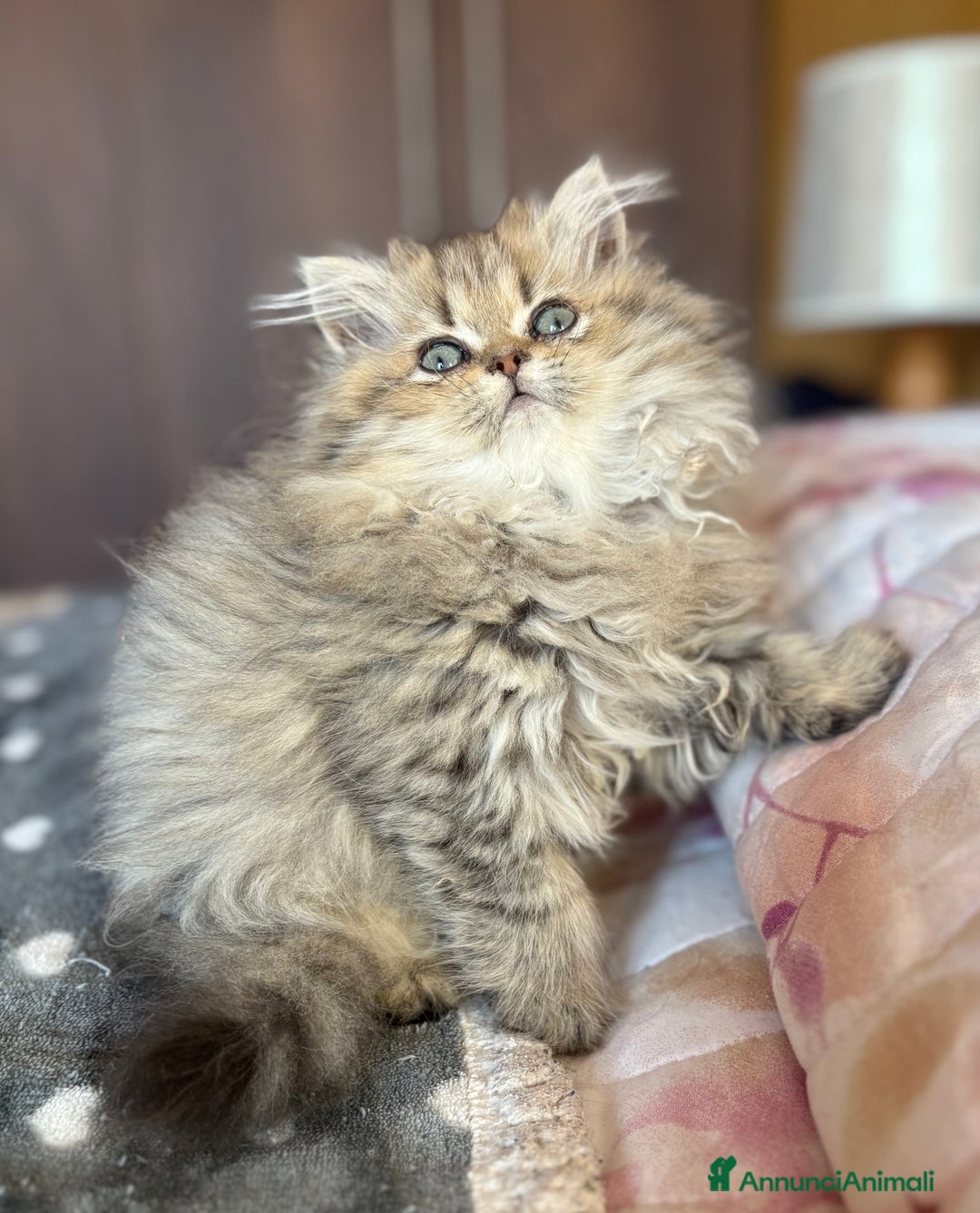 Persiano gatti in vendita: Dolcissima femmina di persiano - Annuncio 1