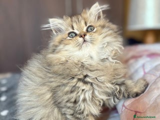 Persiano gatti Dolcissima femmina di persiano - Annuncio 9