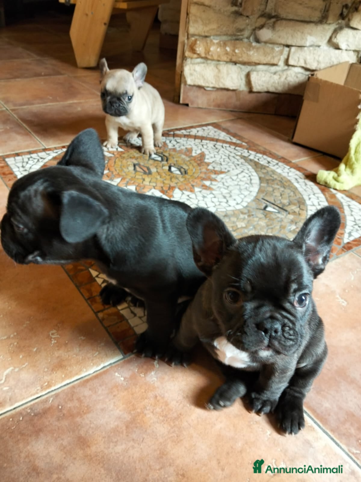 Bulldog Francese cani Cuccioli di bulldog francese  - Annuncio 1