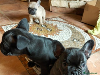 Bulldog Francese cani Cuccioli di bulldog francese - Annuncio 1