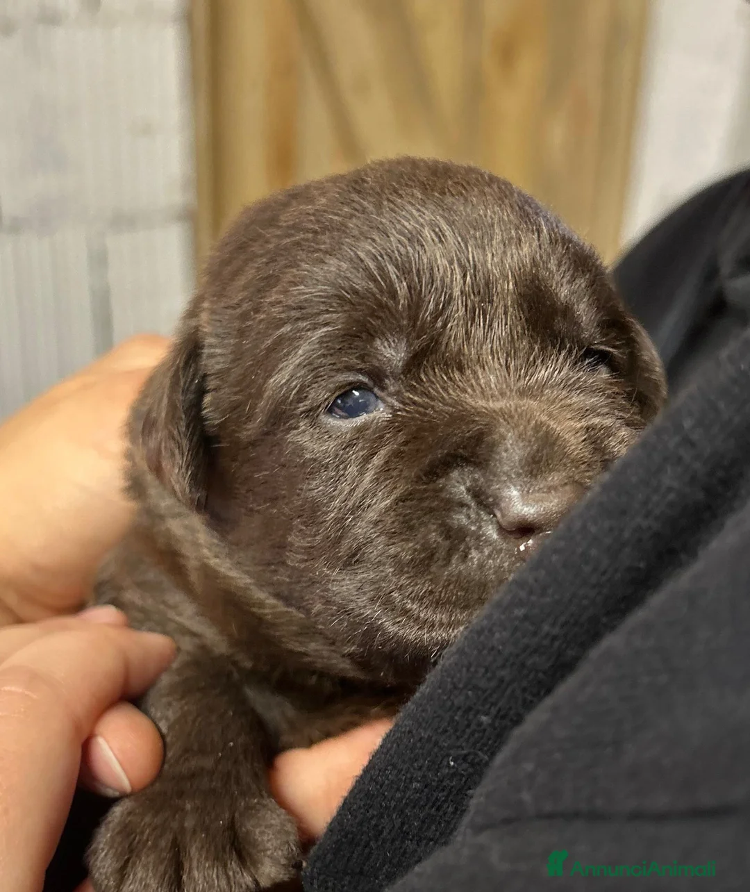 Labrador cani in vendita: Cuccioli Labrador - Annuncio 1