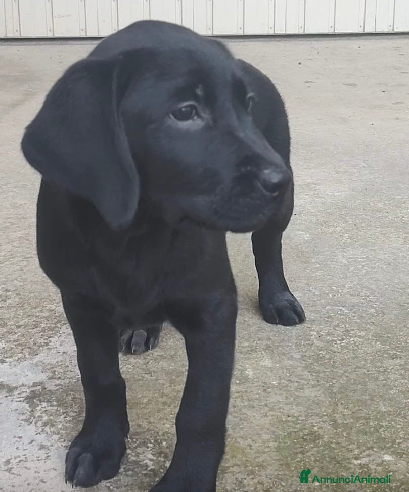 Labrador cani Dolcissima cucciola di Labrador Retriever  - Annuncio 13