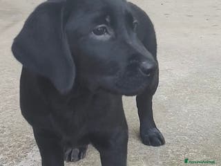 Labrador cani Dolcissima cucciola di Labrador Retriever - Annuncio 13