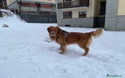 Golden Retriever cani per accoppiamento: GOLDEN RETRIEVER MASCHIO PER ACCOPPIAMENTO a Città Metropolitana di Milano - Immagine 13