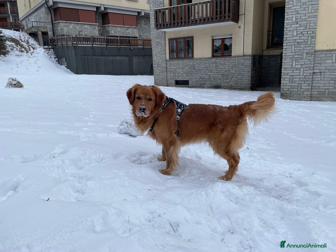Golden Retriever cani per accoppiamento: GOLDEN RETRIEVER MASCHIO PER ACCOPPIAMENTO a Città Metropolitana di Milano - Immagine 13