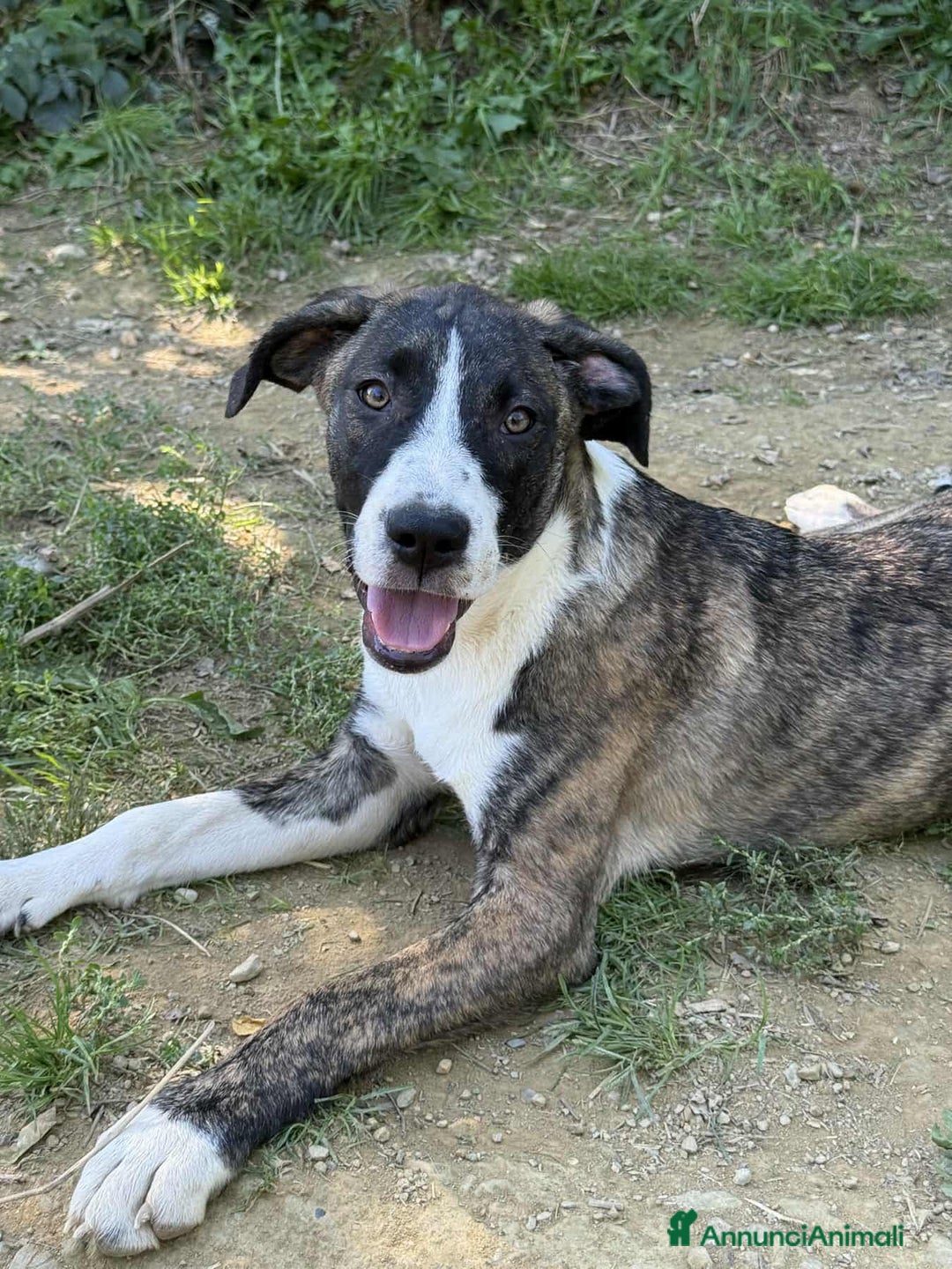 Dogo Argentino cani in regalo: BORIA & BALINA, cucciole mix DOGO ARGENTINO!  - Annuncio 5