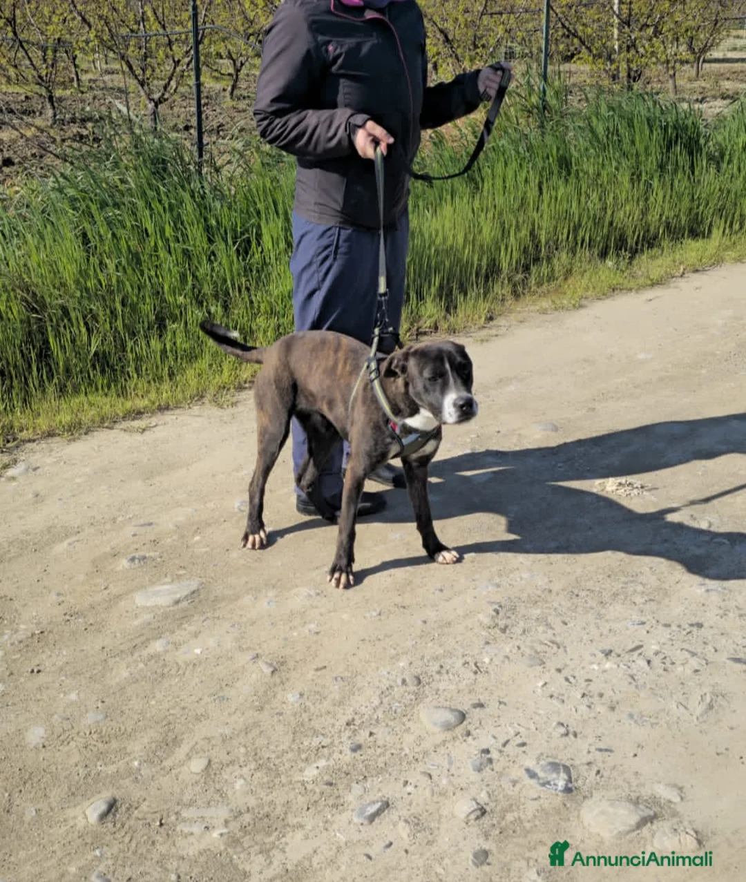 Meticcio cani in regalo: GEMMA  - Annuncio 5