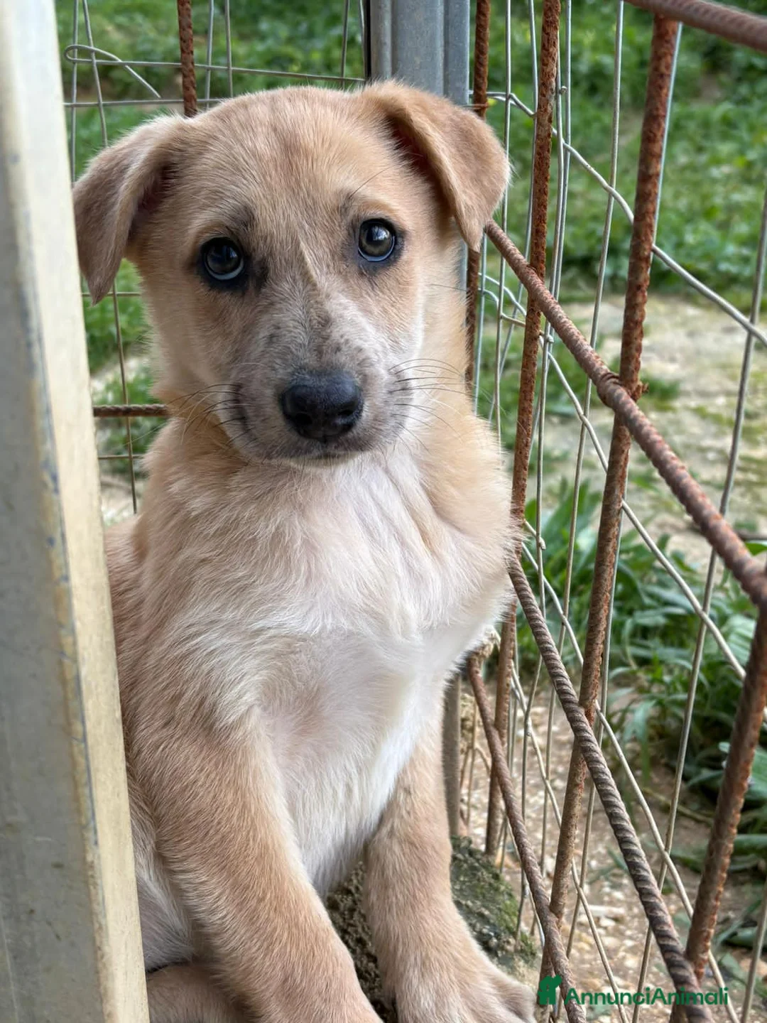 Altre razze cani in regalo: cleo e liam - Annuncio 2