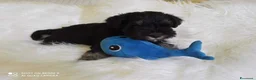 Mini Schnauzer cani in vendita: Cuccioli Schnauzer Nano Nero Argento - Annuncio 11