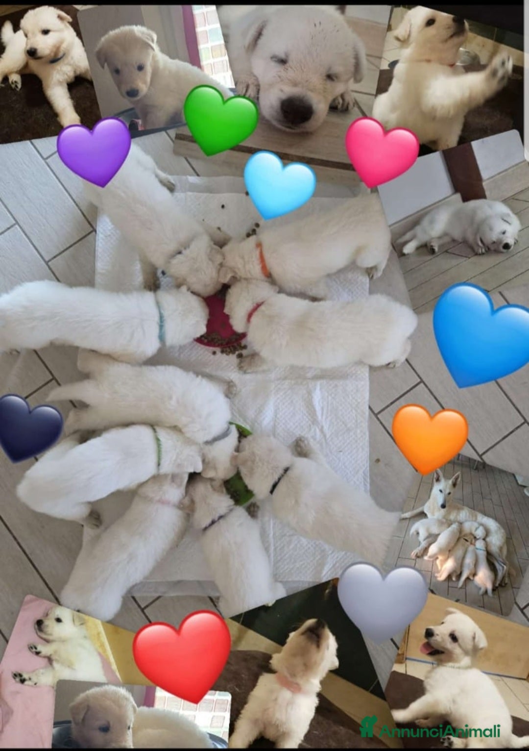 Pastore Svizzero cani in vendita: Cuccioli pastore svizzero bianco  a Province of Brescia - Immagine 10